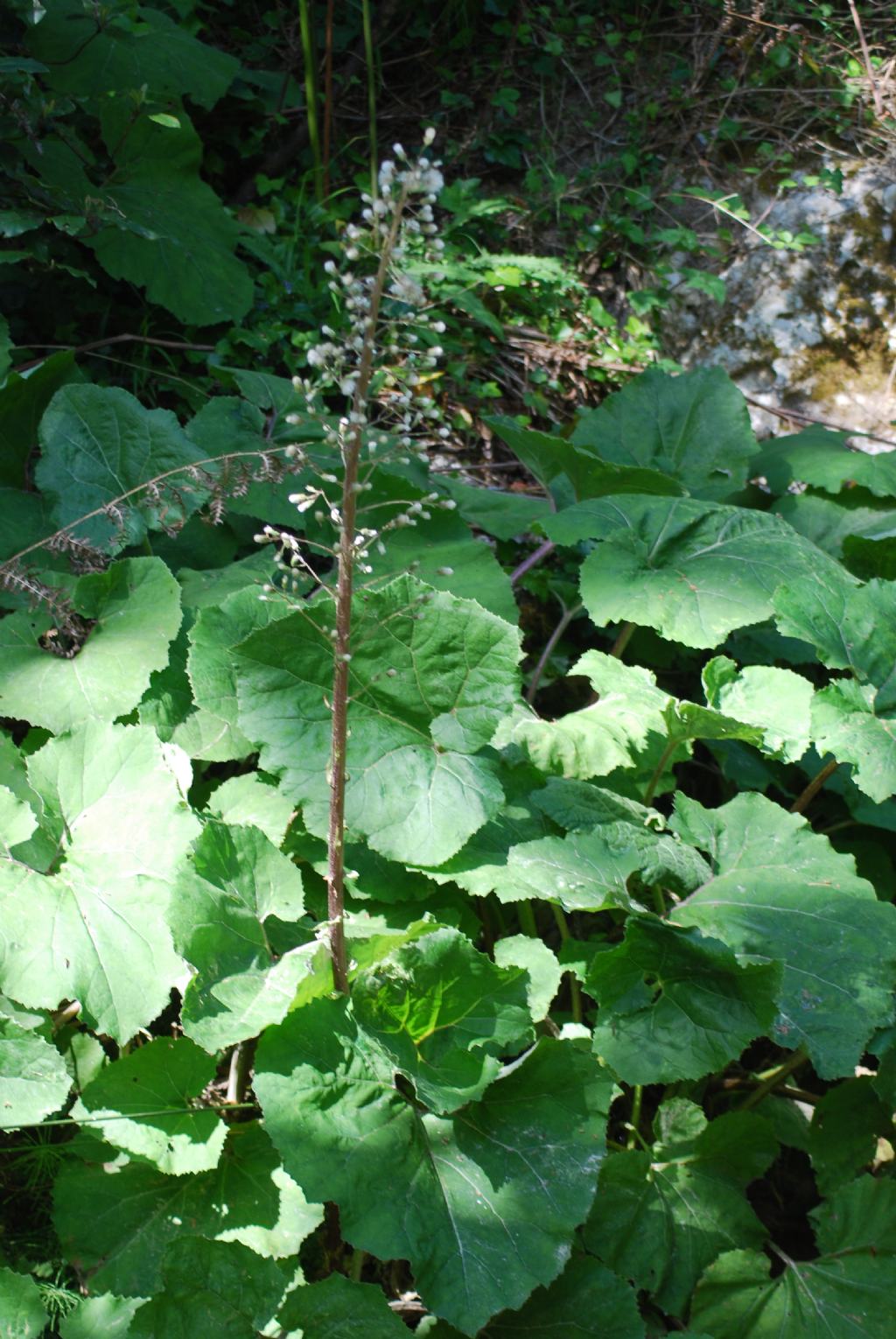 Petasites hybridus